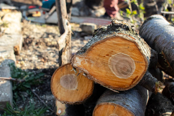 How Our Tree Care Process Works  in  Avimor, ID