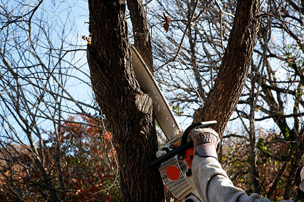 Trusted Avimor, ID Tree Services Experts