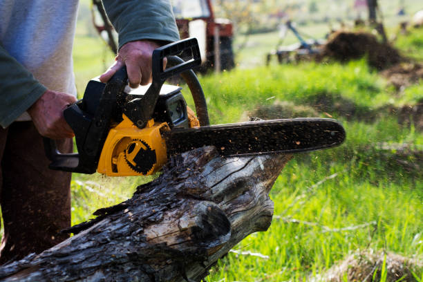 Best Stump Grinding and Removal  in Avimor, ID